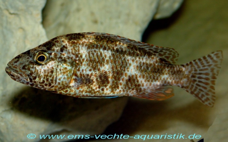 Nimbochromis polystigma